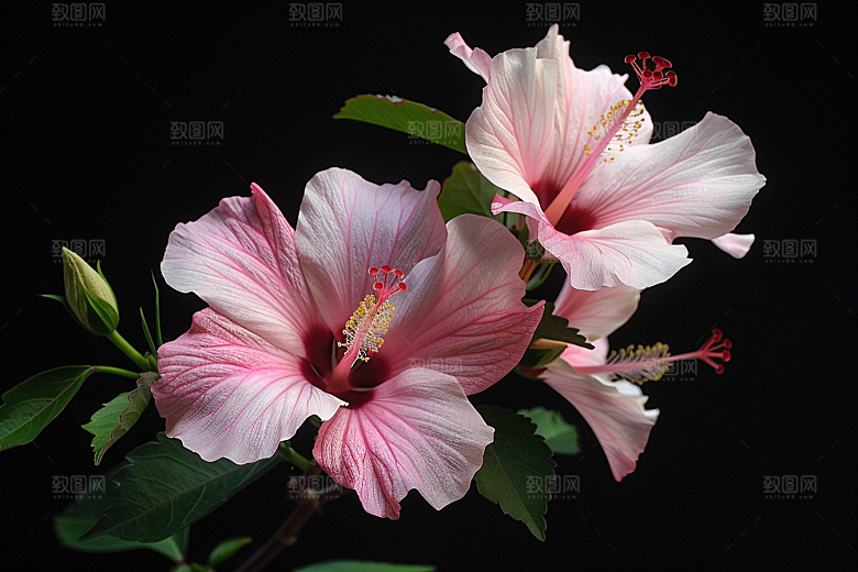 木槿花高清花卉摄影图