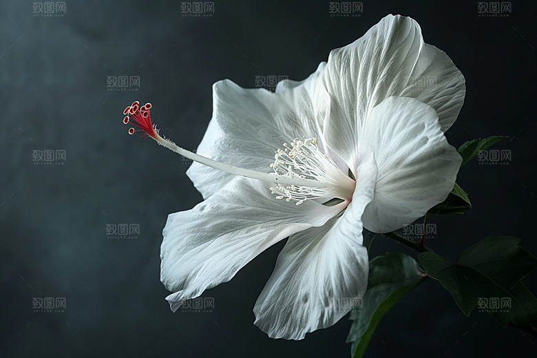 木槿花高清花朵摄影图