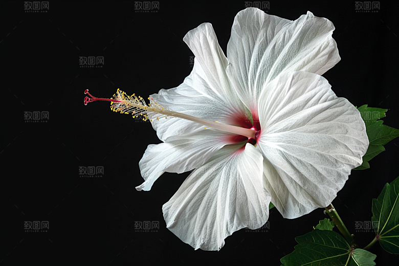 木槿花清新夏天摄影图