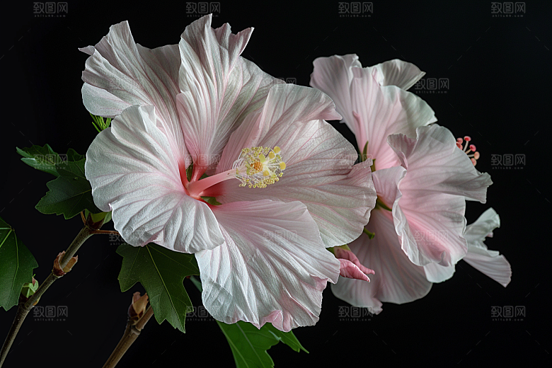 木槿花木棉夏天摄影图