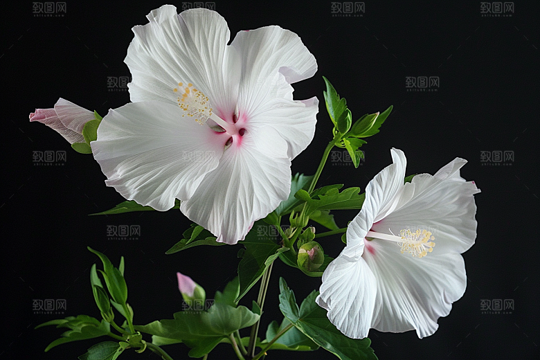 木槿花夏季高清摄影图