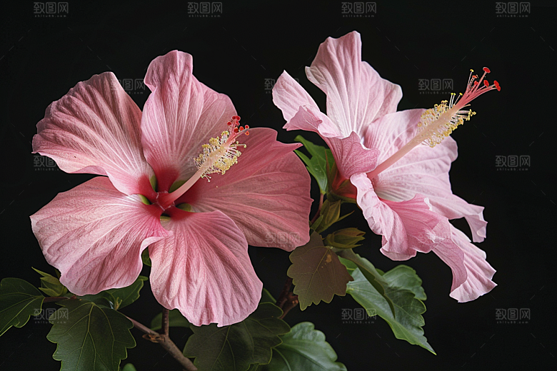 木槿花彩色夏天摄影图