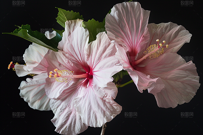 木槿花花卉夏季摄影图