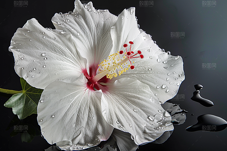 木槿花夏季木棉摄影图