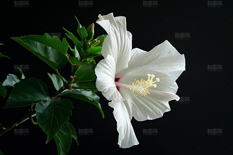 木槿花花朵唯美摄影图