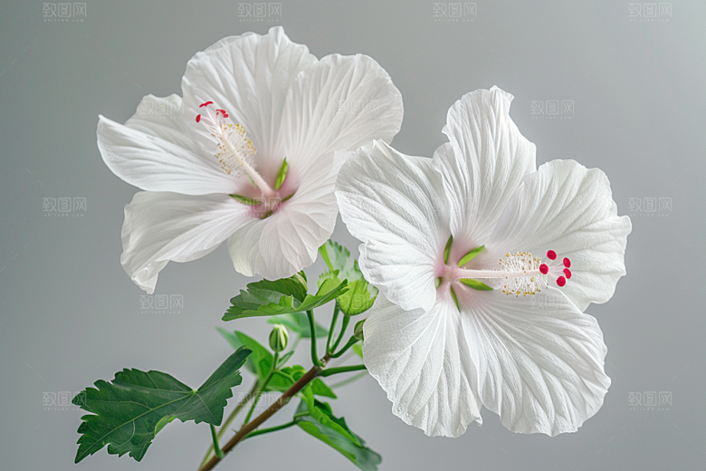 木槿花自然夏天摄影图