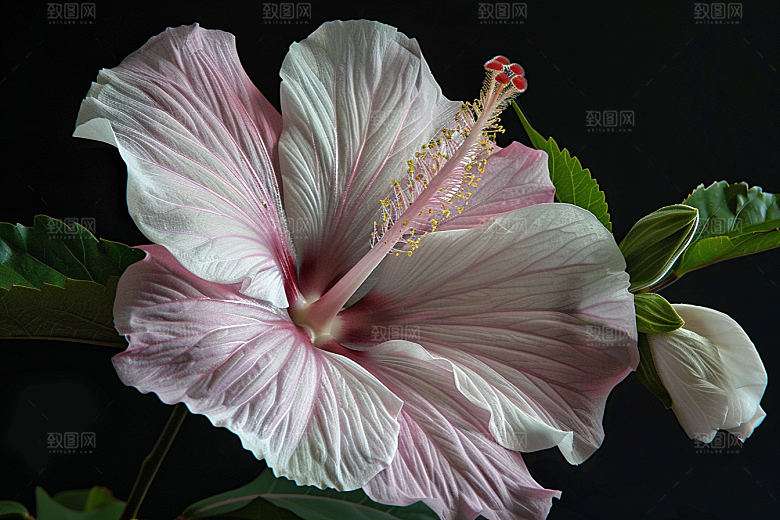 木槿花花朵彩色摄影图