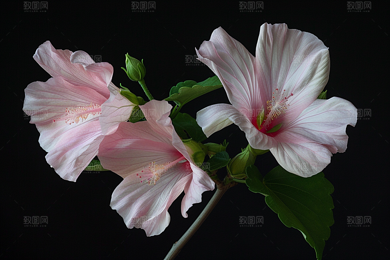 木槿花木棉唯美摄影图