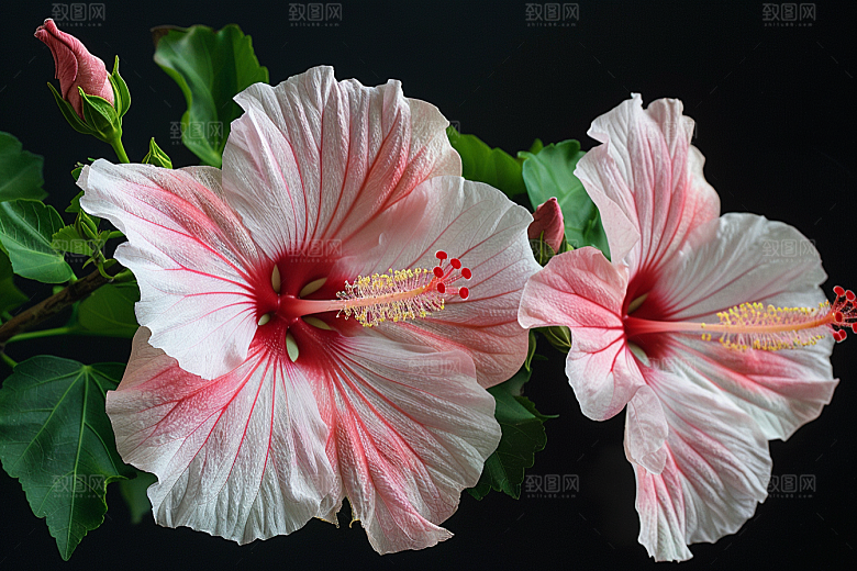 木槿花夏季自然摄影图