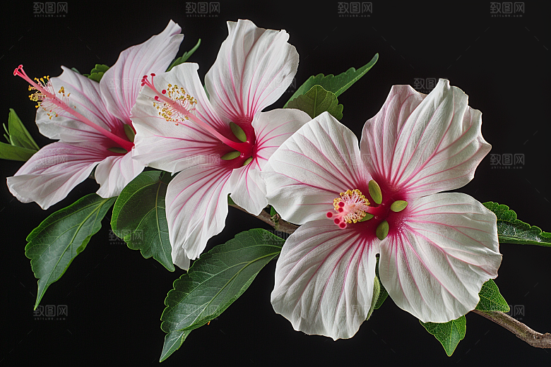 木槿花木棉夏季摄影图