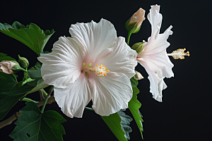 木槿花夏天植物摄影图