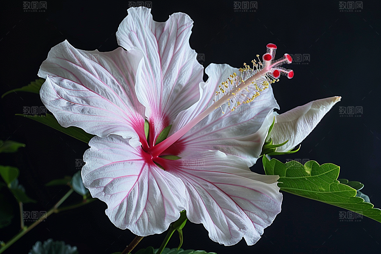 木槿花唯美高清摄影图