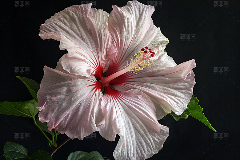 木槿花夏天清新摄影图