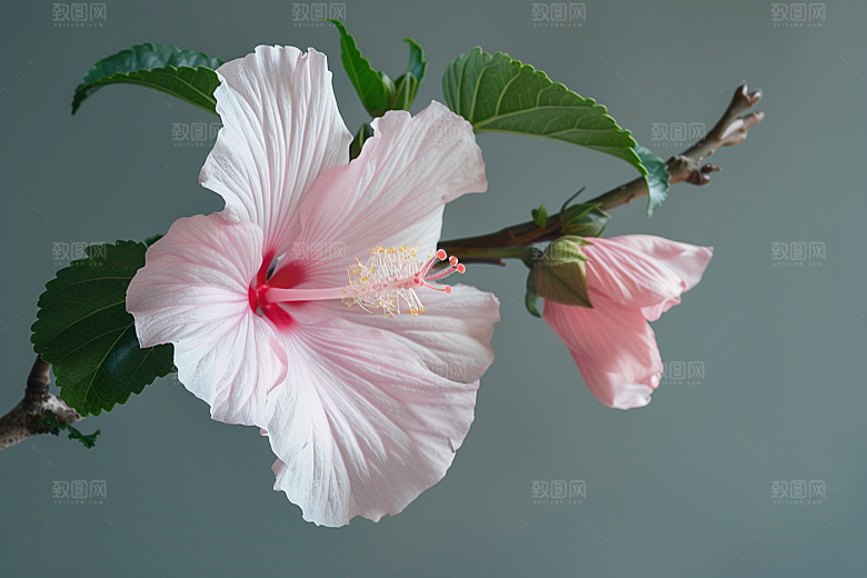 木槿花花卉夏季摄影图