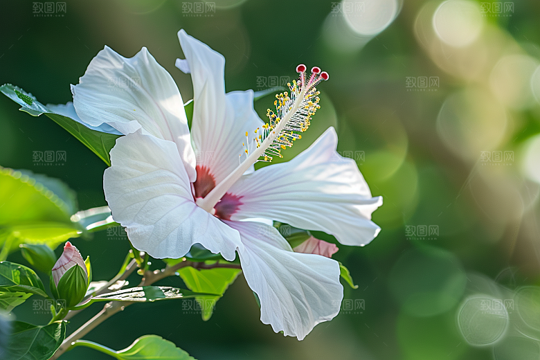 木槿花清新自然摄影图