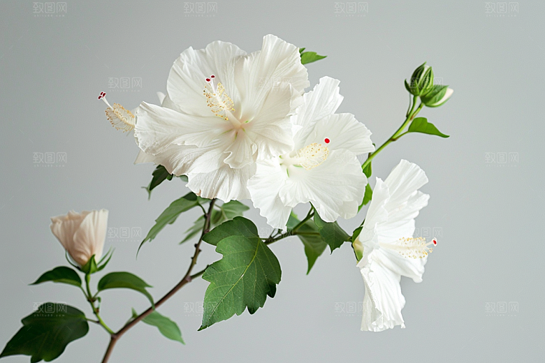 木槿花夏天植物摄影图