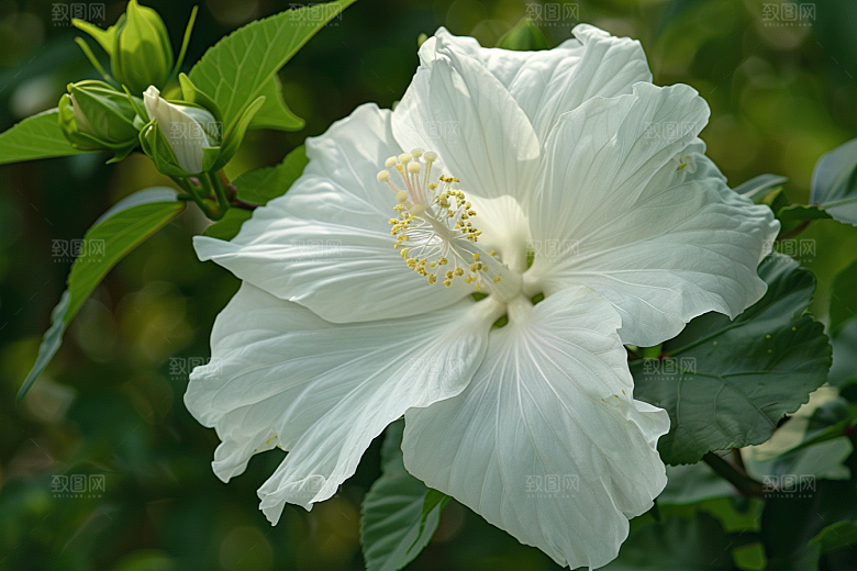 木槿花木棉夏天摄影图