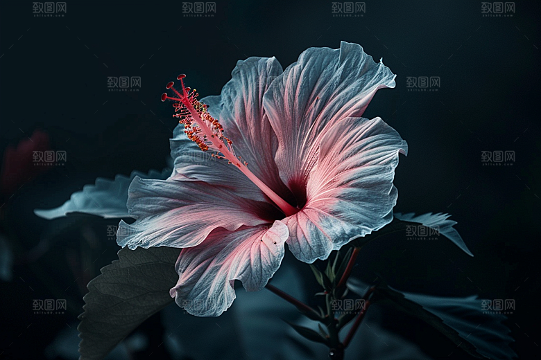 木槿花花朵自然摄影图