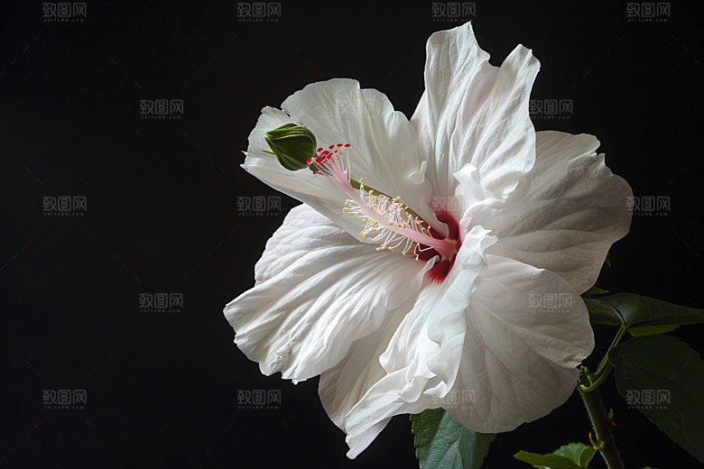 木槿花自然花朵摄影图
