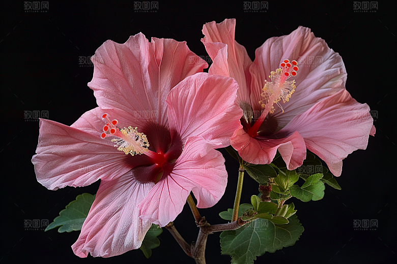 木槿花花朵夏天摄影图