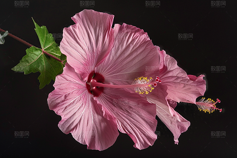 木槿花夏季花卉摄影图