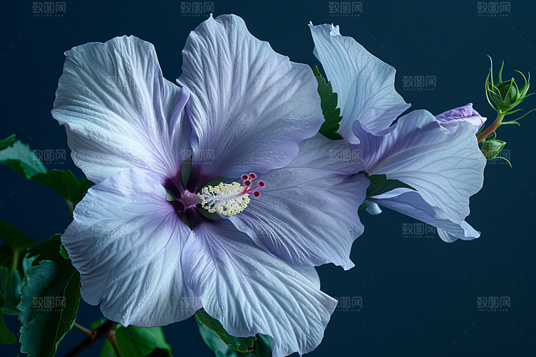 木槿花木棉花卉摄影图