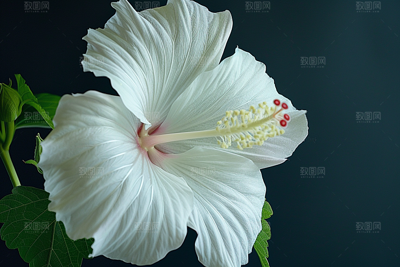 木槿花自然唯美摄影图