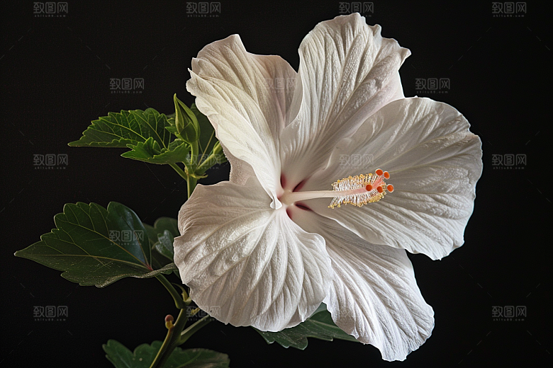 木槿花夏季植物摄影图