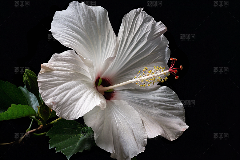 木槿花花卉自然摄影图