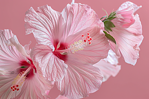 木槿花花卉夏天摄影图