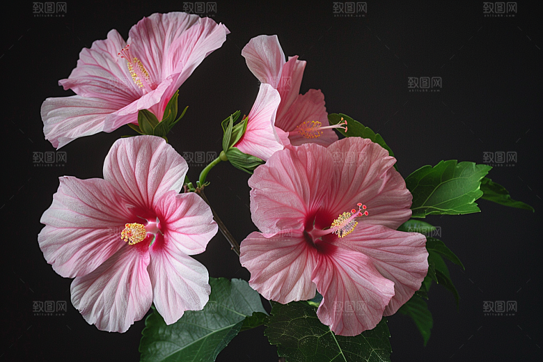 木槿花夏季花卉摄影图