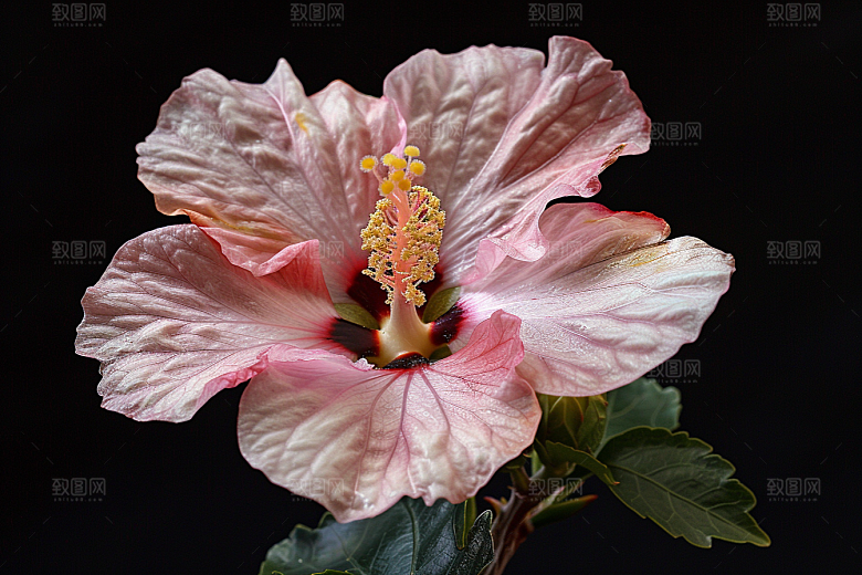 木槿花唯美夏天摄影图