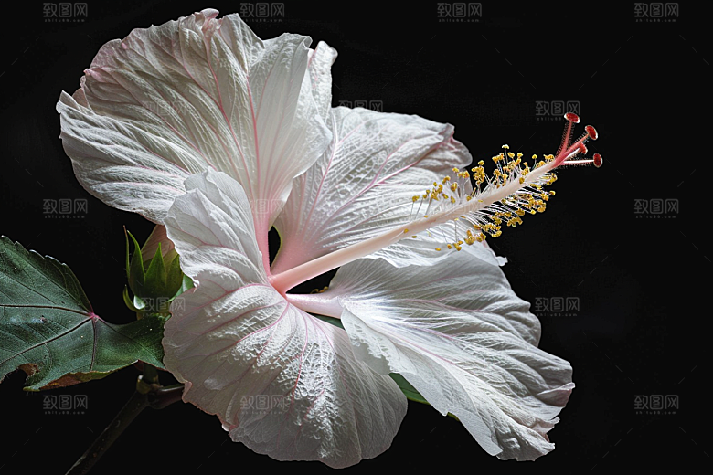 木槿花自然夏天摄影图