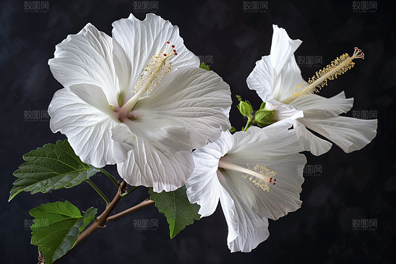 木槿花高清夏天摄影图