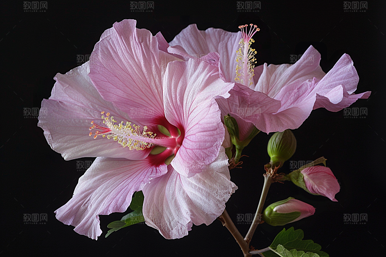 木槿花夏天花朵摄影图