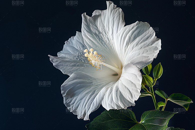 木槿花植物花朵摄影图