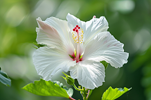 木槿花清新花卉摄影图