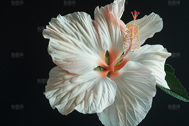 木槿花彩色唯美摄影图