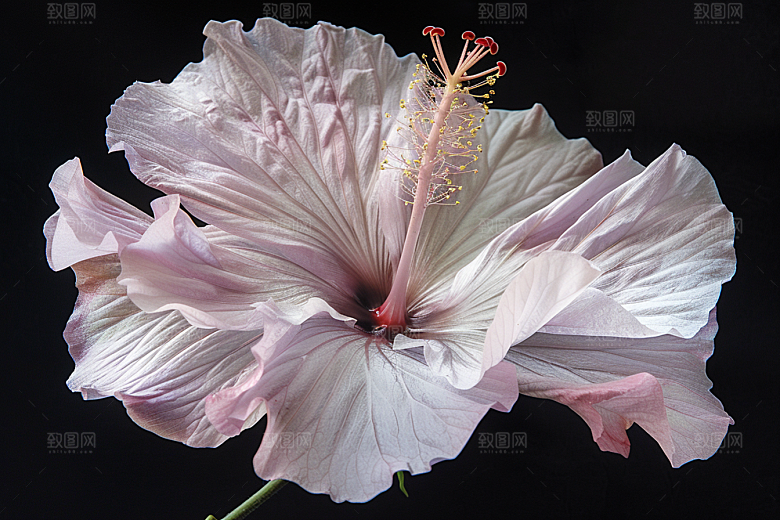 木槿花高清花朵摄影图