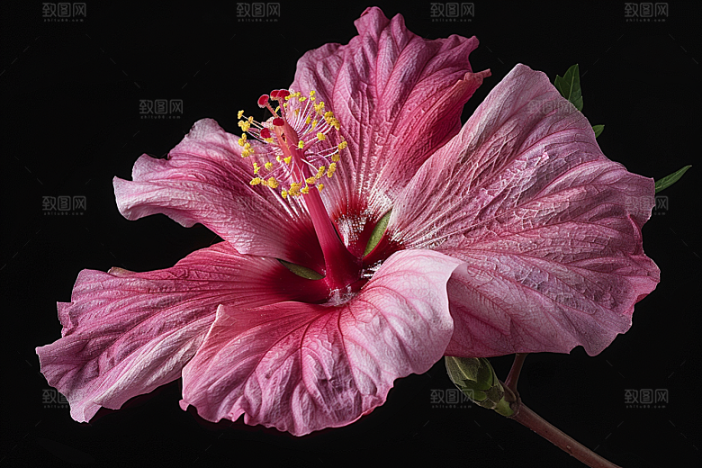 木槿花花朵清新摄影图
