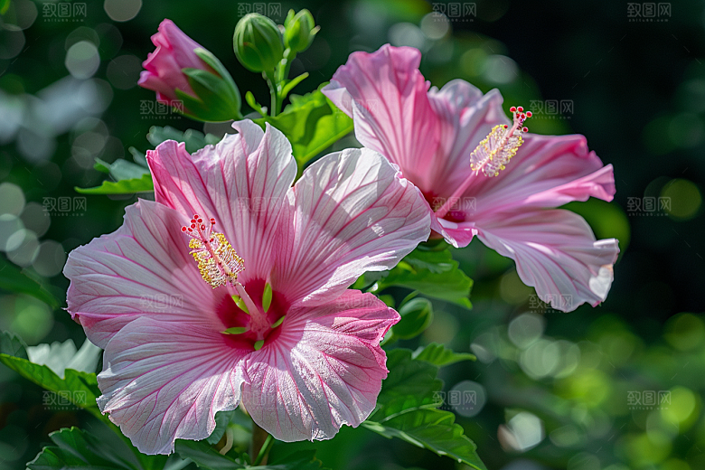 木槿花花卉夏天摄影图