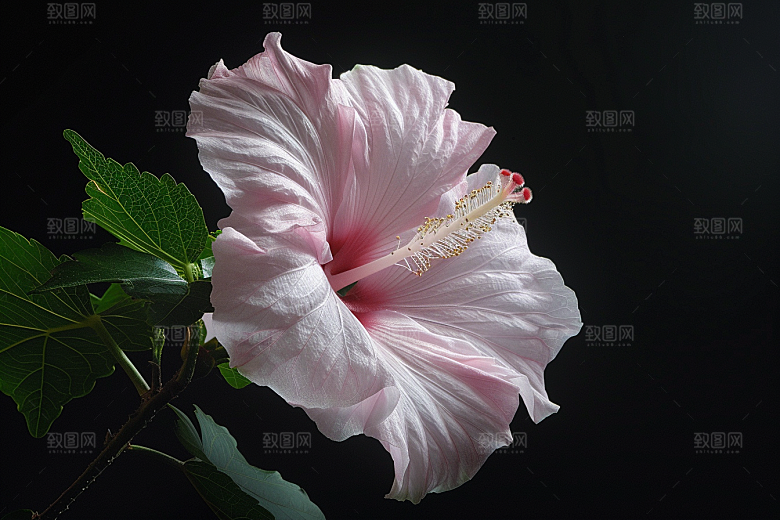 木槿花夏天唯美摄影图