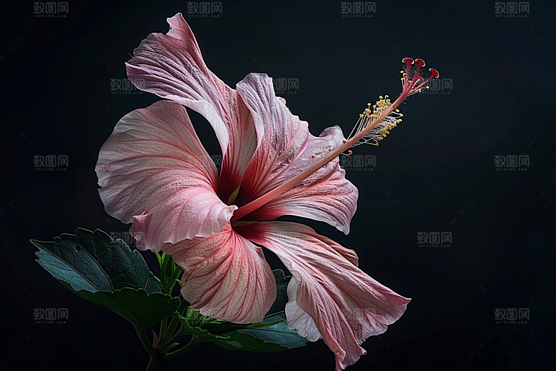 木槿花花卉高清摄影图