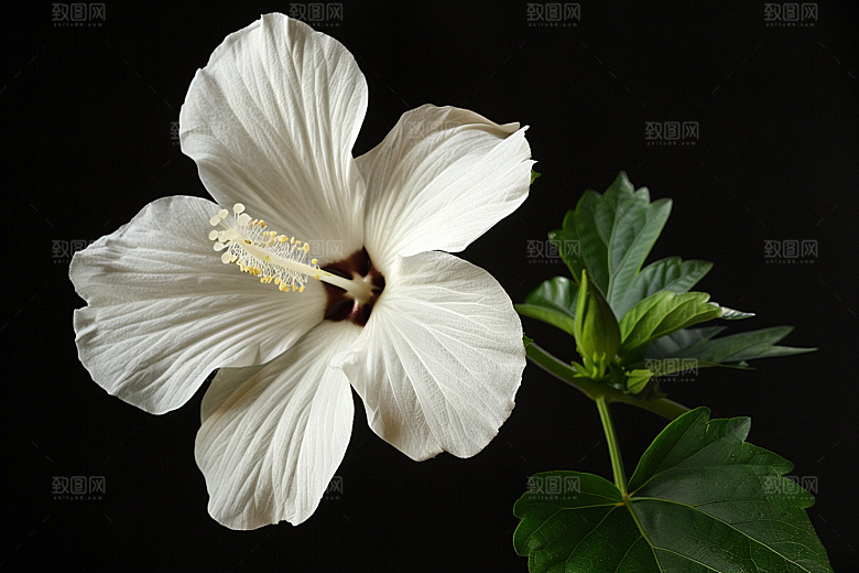 木槿花夏季唯美摄影图