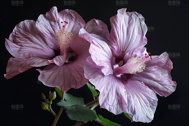 木槿花花朵高清摄影图