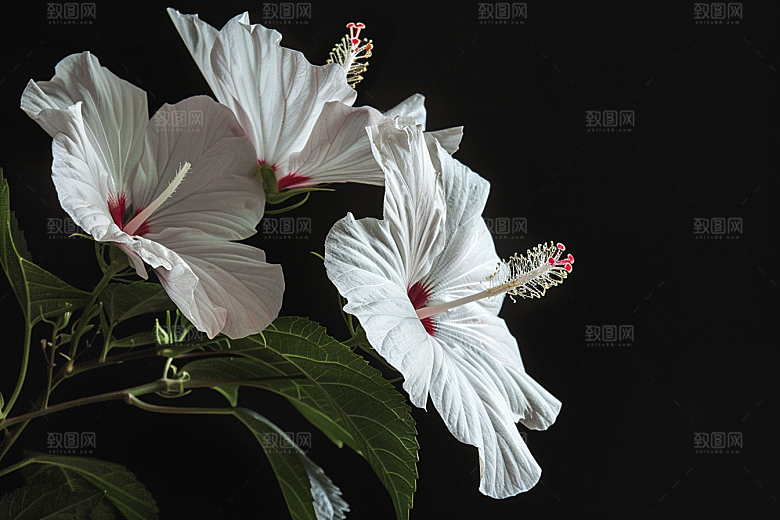 木槿花高清木棉摄影图