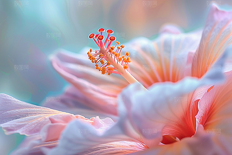 木槿花唯美花朵摄影图