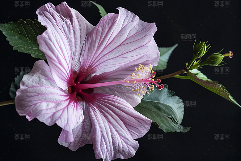 木槿花清新植物摄影图