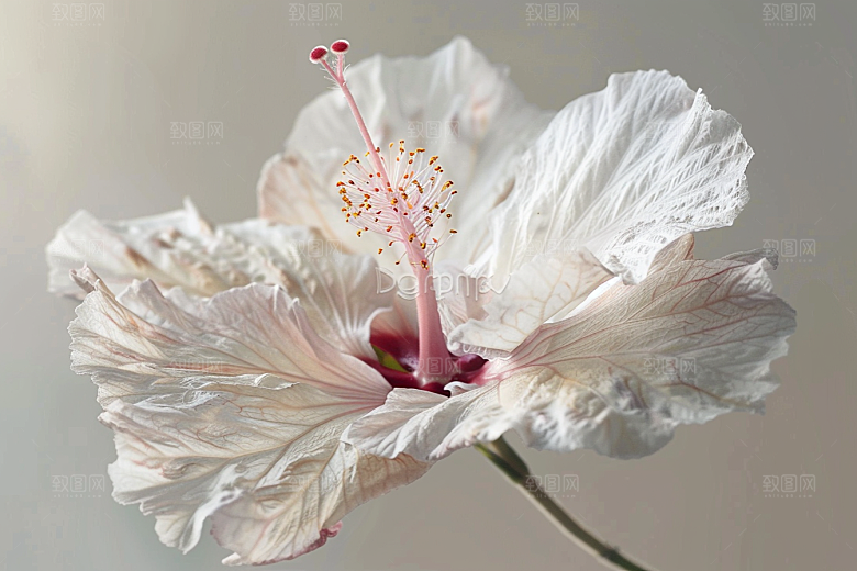 木槿花植物自然摄影图