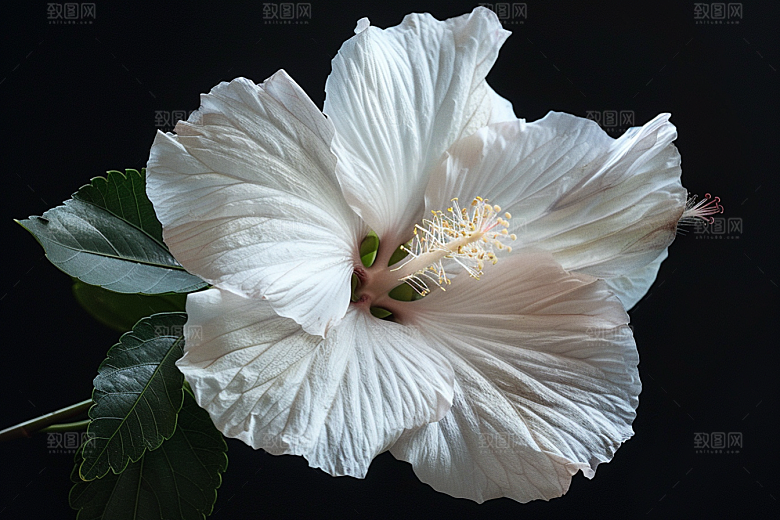 木槿花自然花朵摄影图